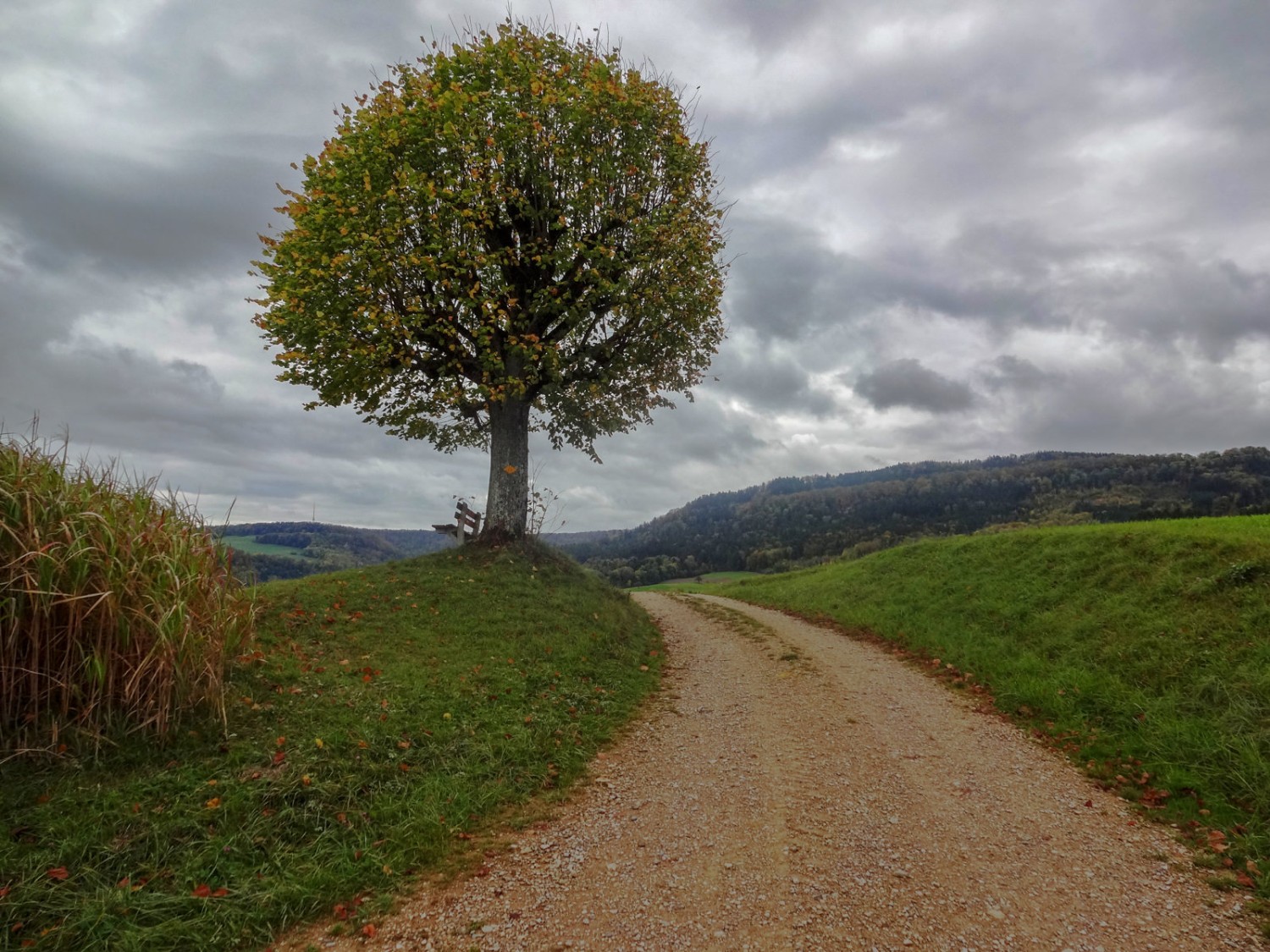 Dieser markante Baum nach Wölflinswil ist nicht zu übersehen. Bild: Miroslaw Halaba 