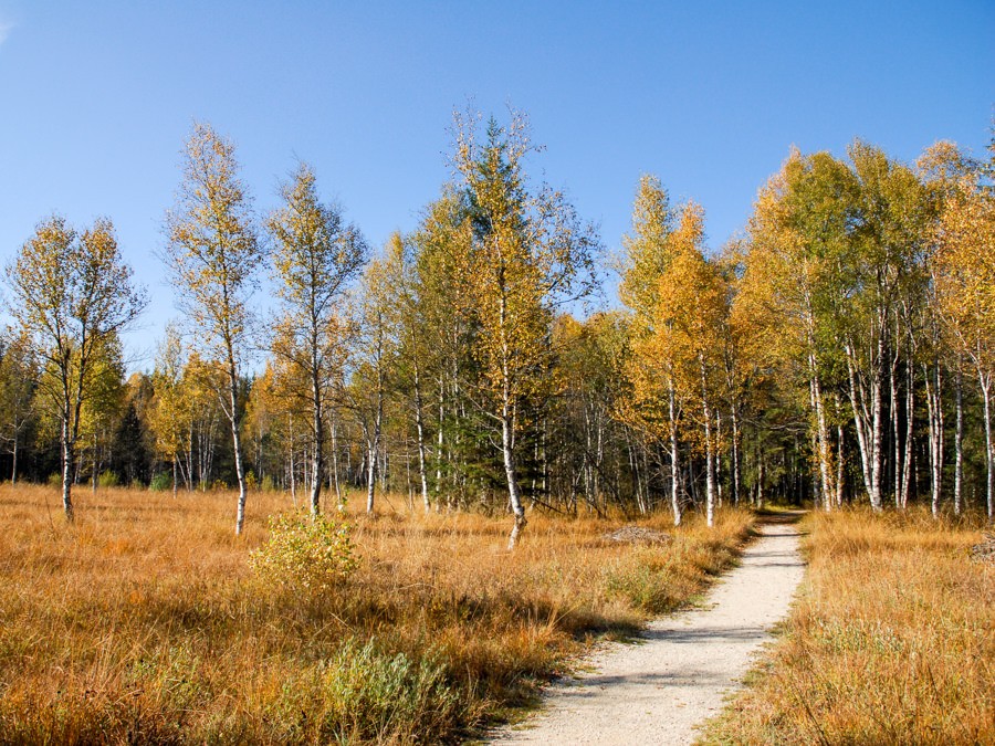 Birkenwald im Auengebiet bei La Golisse. Bilder Fredy Joss