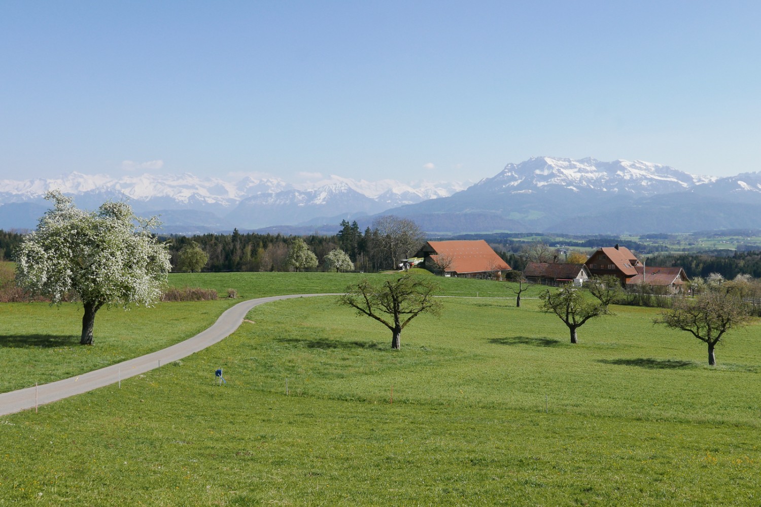 Blühende Obstbäume und Alpenpanorama nach dem Golfplatz Hildisrieden im Gormundermoos. Bild: Susanne Frauenfelder