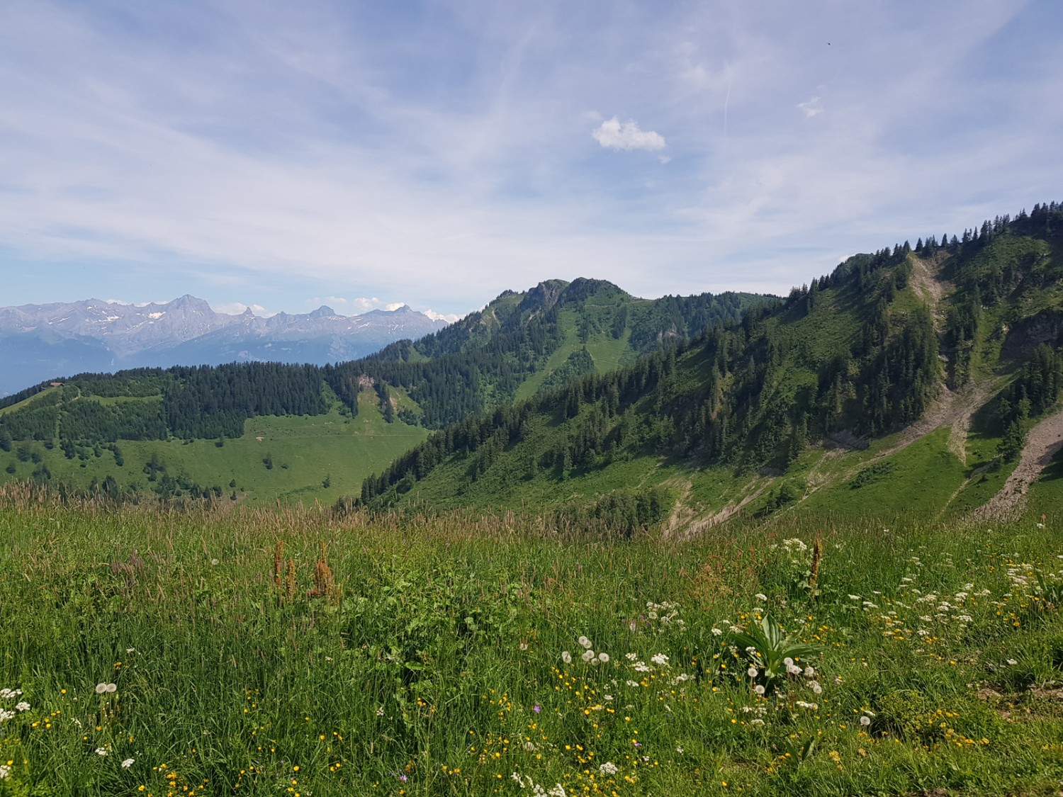 Gleich oberhalb von Torgon beginnen schöne Weidelandschaften. Bild: Patricia Michaud