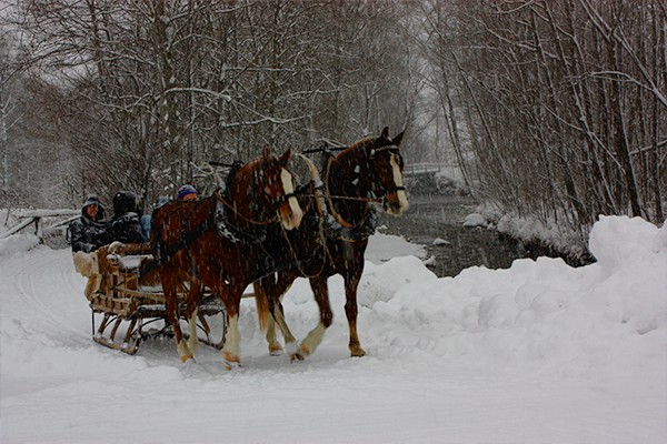 Pferdeschlitten auf dem Weg zu den Eispalästen. 
Bild: Anne-Sophie Scholl