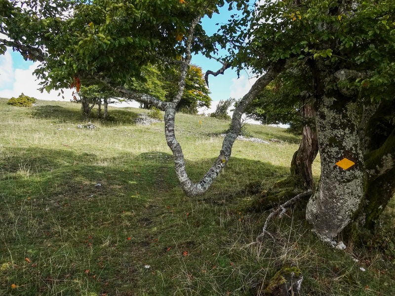 Vom Wind verformt: Die Bäume beim Aufstieg. Bilder: Miroslaw Halaba