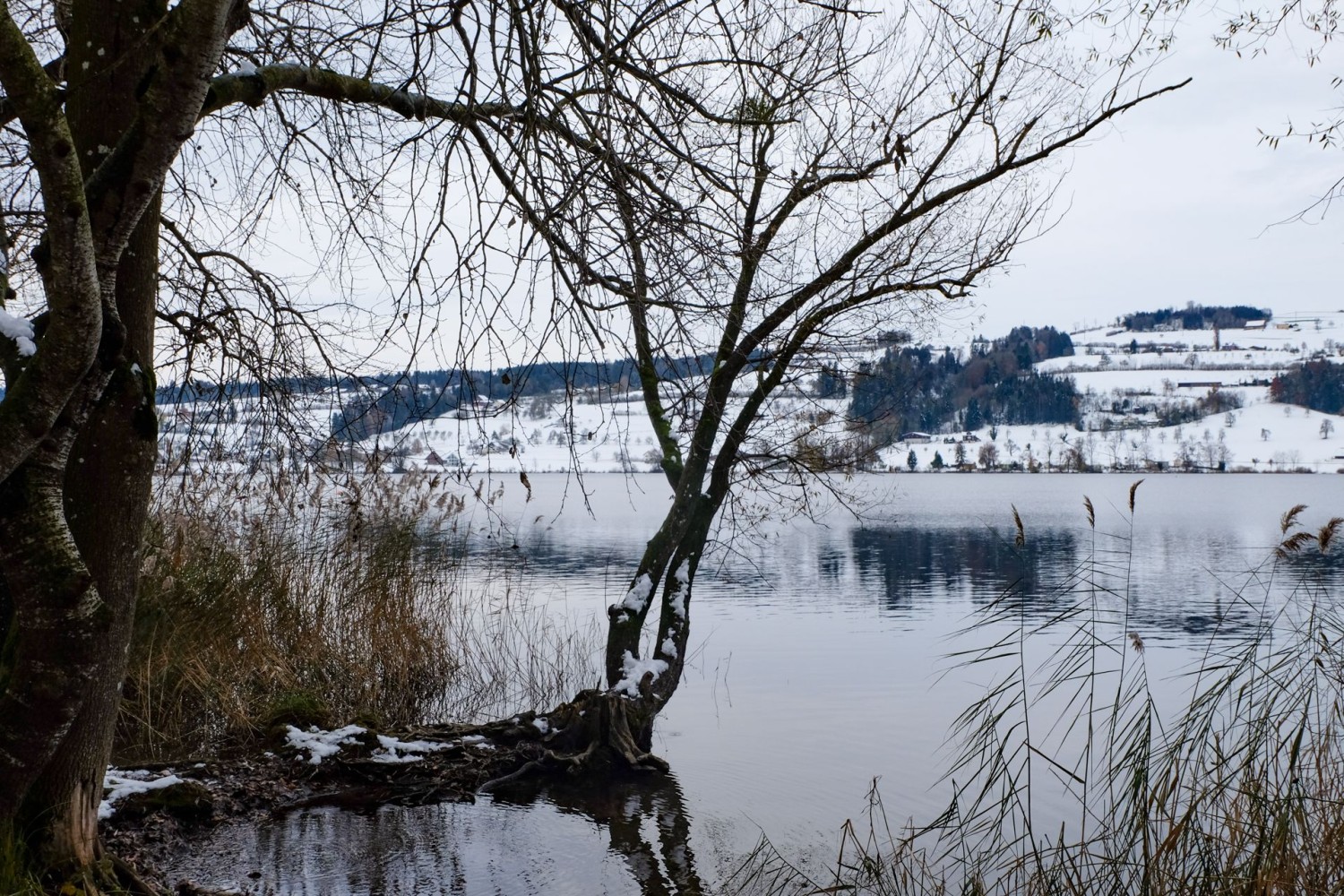 Ici et là, la ceinture de roseaux permet de voir la rive opposée et le lieu nommé Erlose.