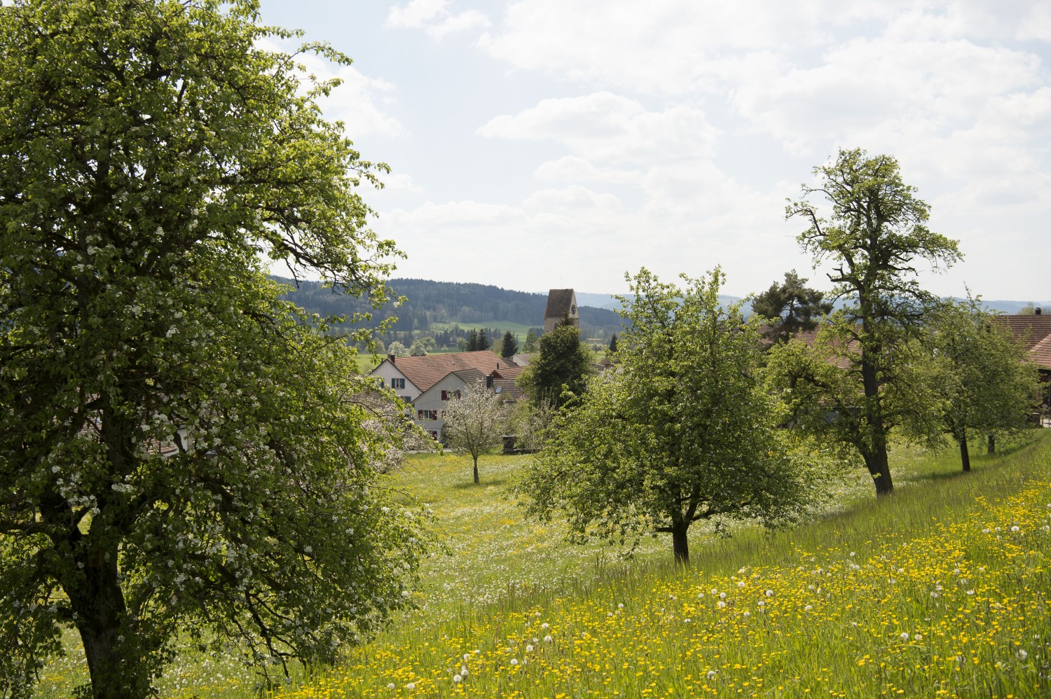 Durch die Baumkronen hindurch grüsst Lustdorf. Bild: Raja Läubli