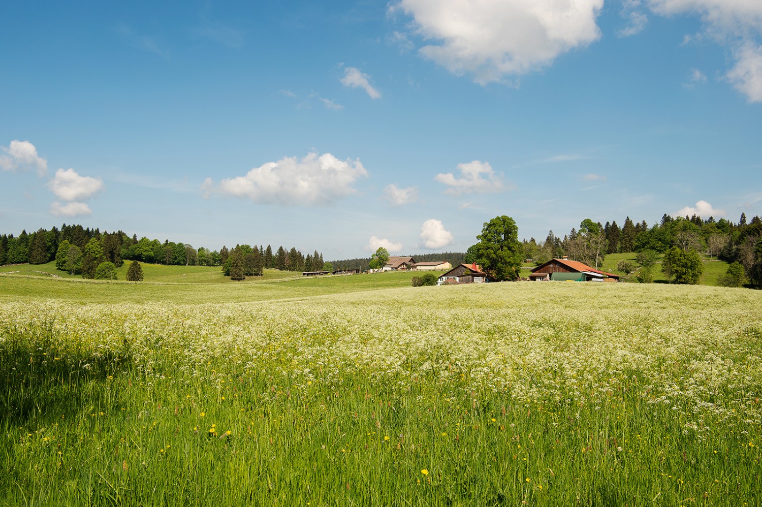 Die zweitägige Wanderung führt mehrheitlich über Weideland. Bilder: Raja Läubli