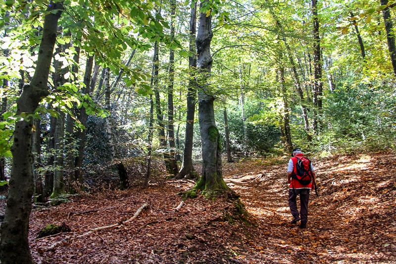 Der Weg vom San Salvatore nach Ciona führt durch Kastanienwälder. Im Oktober liegen grosse Mengen der reifen Früchte der essbaren Edelkastanie am Boden. Bild: Alexandra Blatter