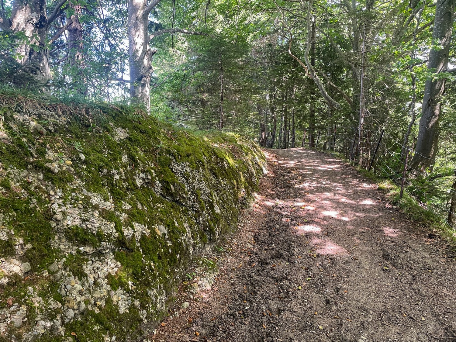 Dove affiora la roccia, si vede la puddinga.