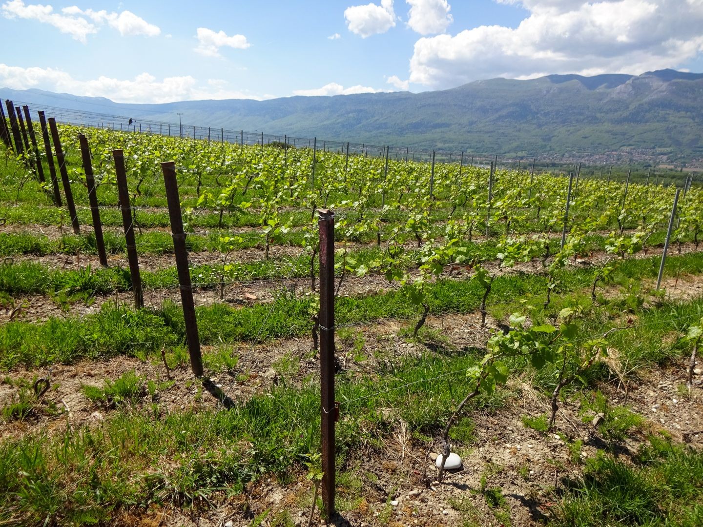 Ab Choully führt die Wanderung durch die Weinberge von Satigny.