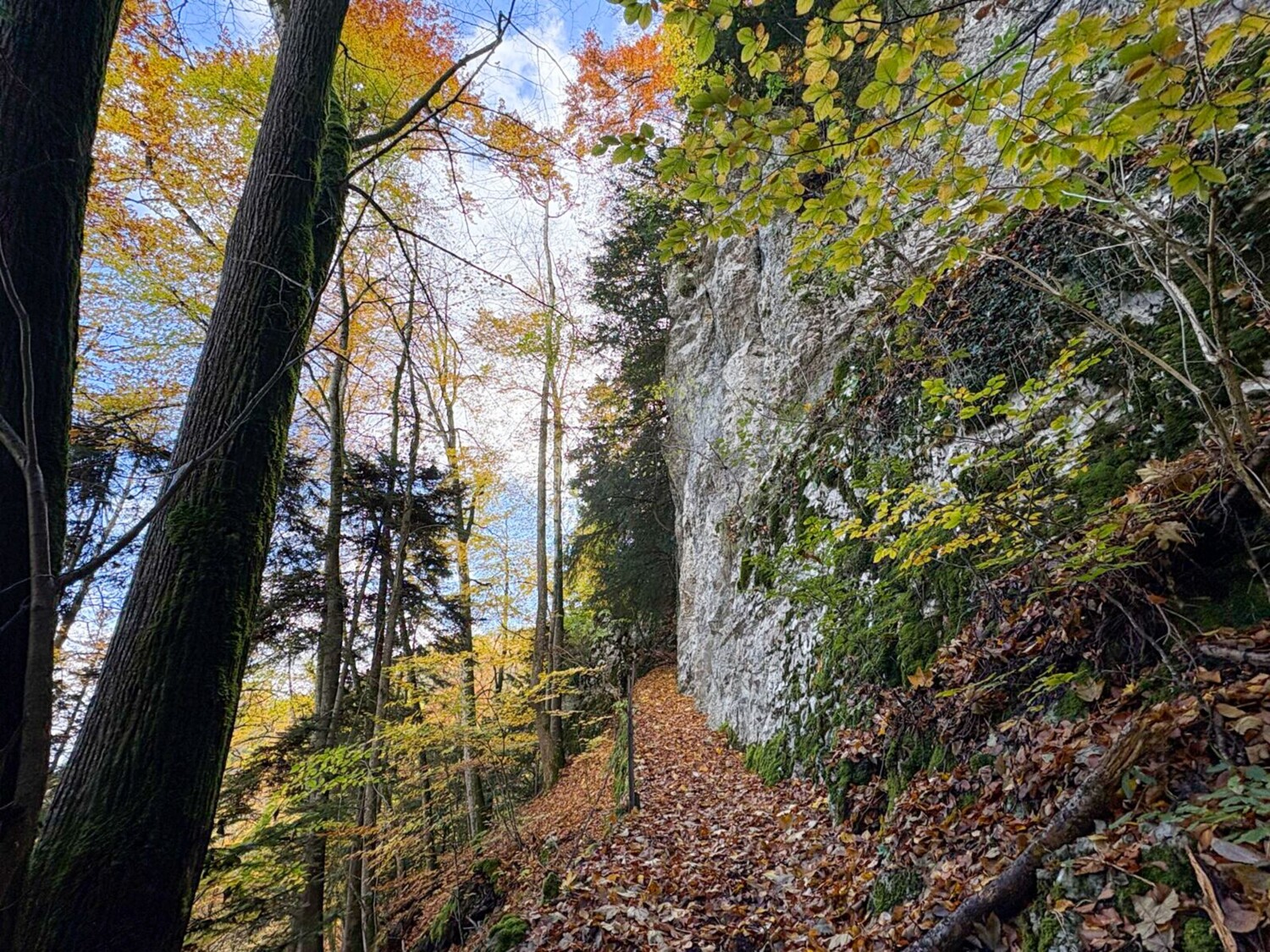 Über die Krete des Fringelibergs