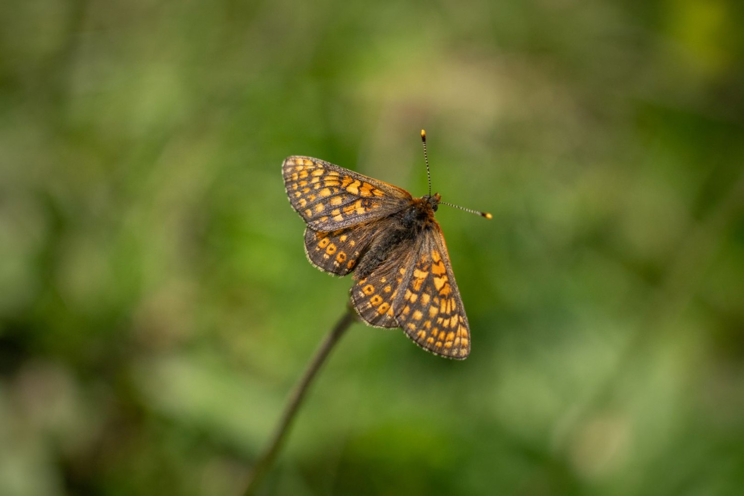 Damier de la succise (Euphydryas aurinia)