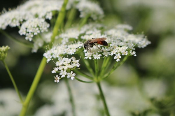 Observation des insectes au bord des chemins