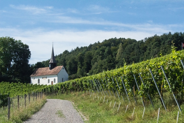 Wanderung im Zürcher Weinland (*/T1) Mit Anmeldung
