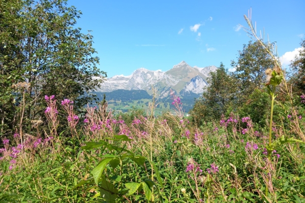 KLANGWEG TOGGENBURG – WANDERUNG FÜR AUGEN UND OHREN