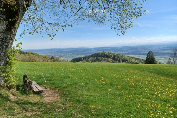 Waldwanderung vom Thal über die 1. Jurakette ins Gäu (Abo+ Wanderung)