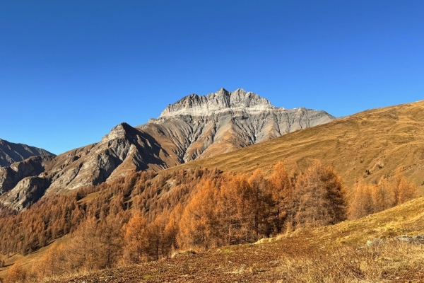 Durchs Lärchenmeer auf den Piz Arina