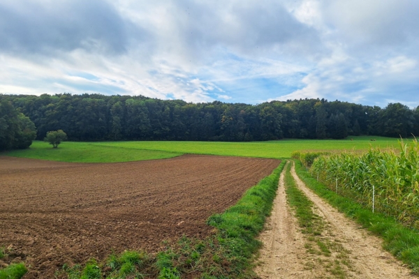 ZWISCHEN WIESEN, WALD UND URZEIT DURCH DIE AJOIE