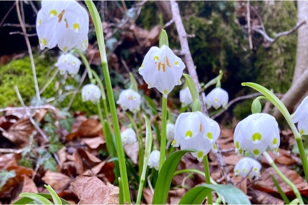 08. Die Märzglöckchen im Intyamon