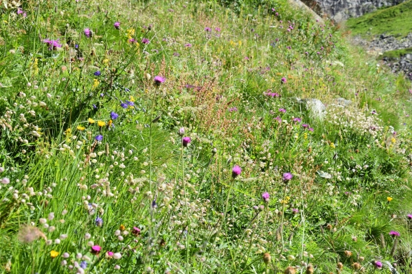 Sui sentieri di Robiei tra specchi d’acqua e fiori dai mille colori