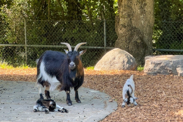 Spazierwanderung zwischen Natur und Stadt