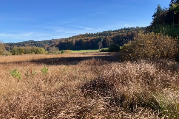 Farbige Herbstwälder und Sandsteinfelsen