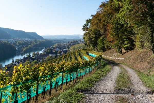 Durch die Reben von Eglisau und Buchberg