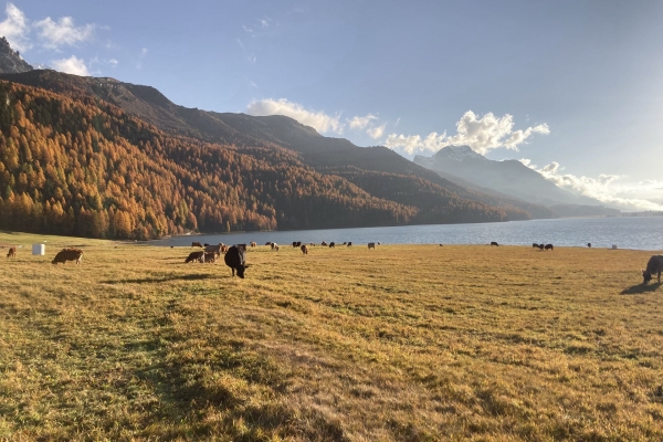 Randonnée près de lacs et mélèzes lumineux