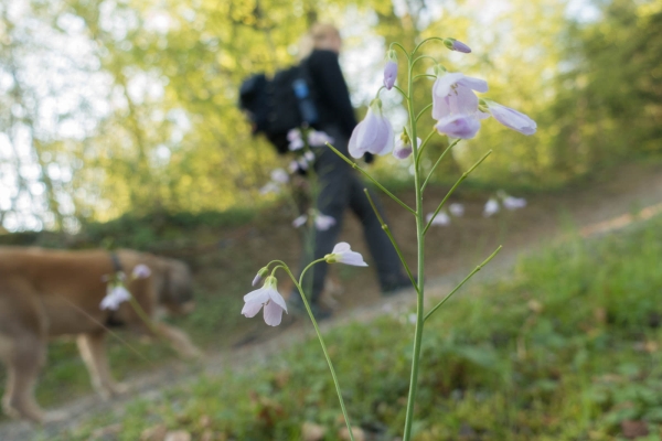 Printemps et rivières 