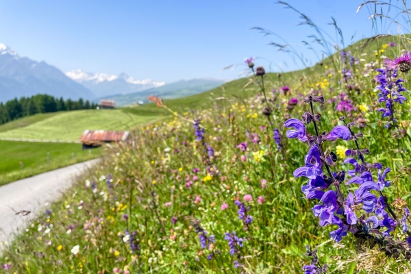Eine tolle Aussicht von der Bündner Rigi aus