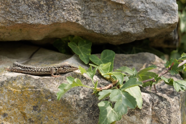 Auf Reptilien-Tour im Schenkenbergertal
