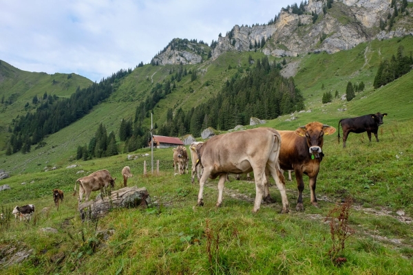 Dem Titlis entgegen im Engelbergertal