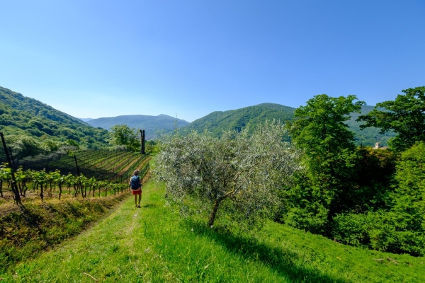 Dalla collina soleggiata al vino