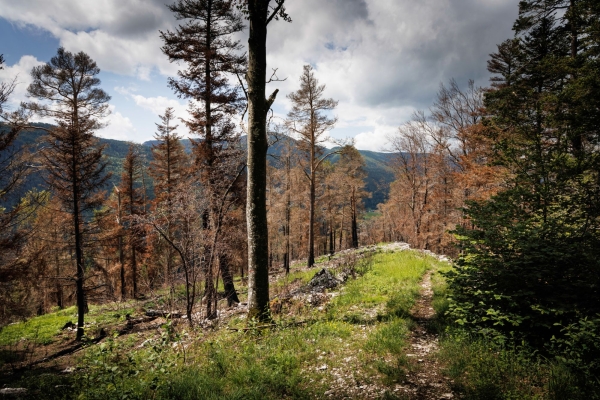 Auf Käfersafari oberhalb von Welschenrohr