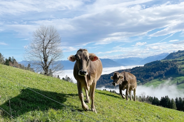 Hügelige Appenzeller Tour