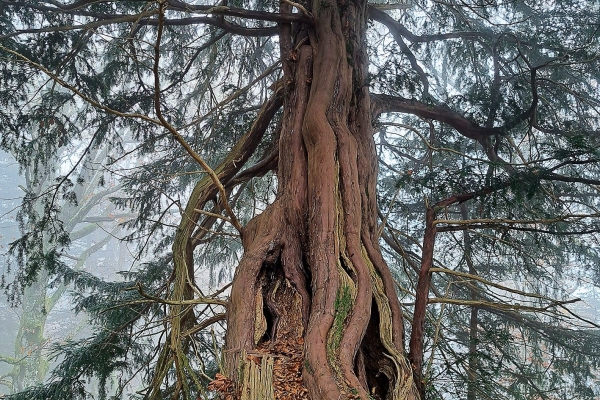 Zu Besuch bei uralten Bäumen