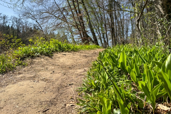 Am Ufer der naturbelassenen Reuss