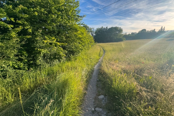 Spazierwanderung zwischen Natur und Stadt