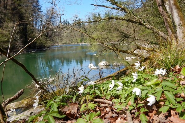 Am Ufer der naturbelassenen Reuss