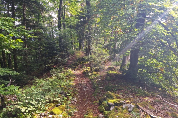 ZWISCHEN WIESEN, WALD UND URZEIT DURCH DIE AJOIE