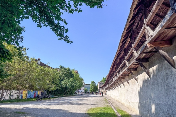 Frühlingspfad am St. Alban-Teich in voller Blüte