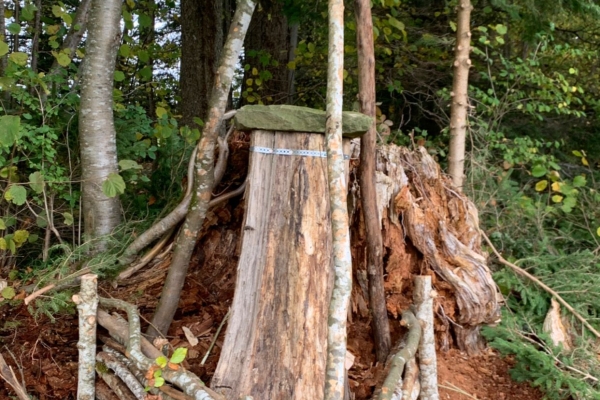 Sentier découverte de l’abeille mellifère, insecte forestier
