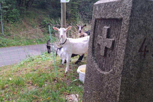 ZWISCHEN WIESEN, WALD UND URZEIT DURCH DIE AJOIE