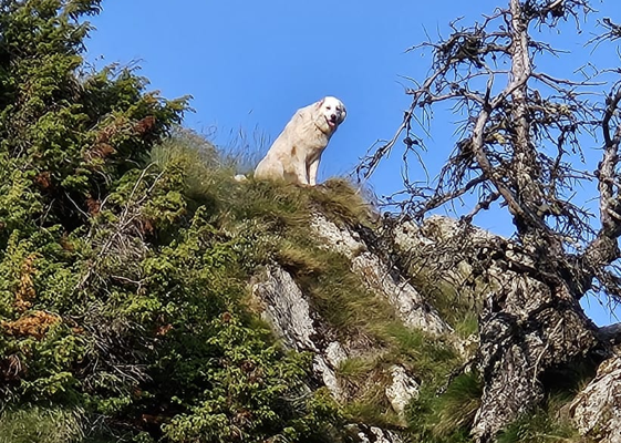 Sonderausgabe Herdenschutzhunde