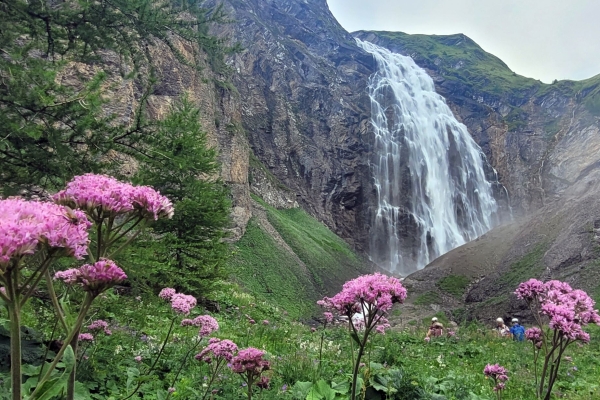 Tosende Entschligefäll
