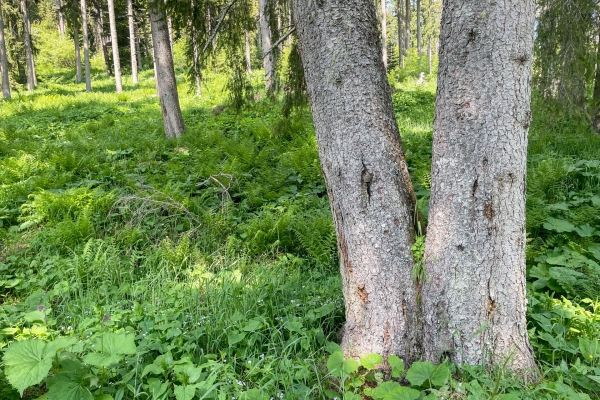 Eine tolle Aussicht von der Bündner Rigi aus
