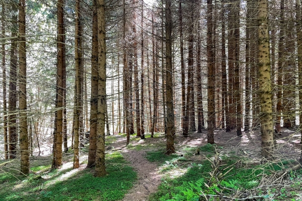 Durch die Bergdörfer der Surselva