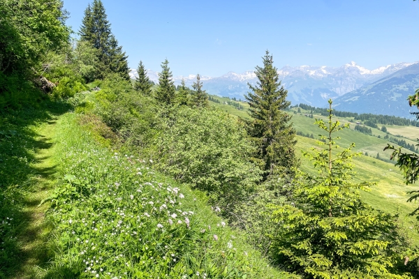Eine tolle Aussicht von der Bündner Rigi aus