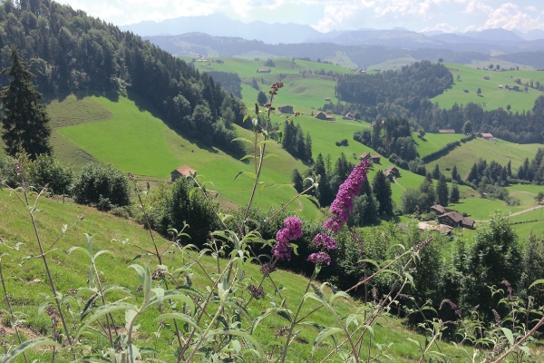Hoch über dem Necker