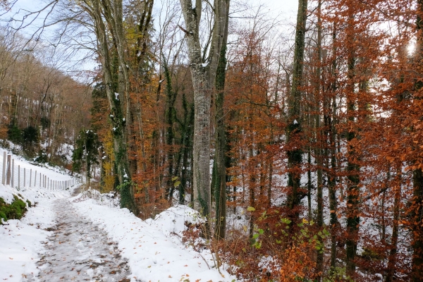 Milde Winde am Baldeggersee