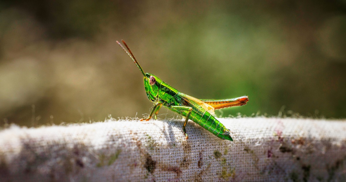 Comment observer les insectes • Suisse Rando Home