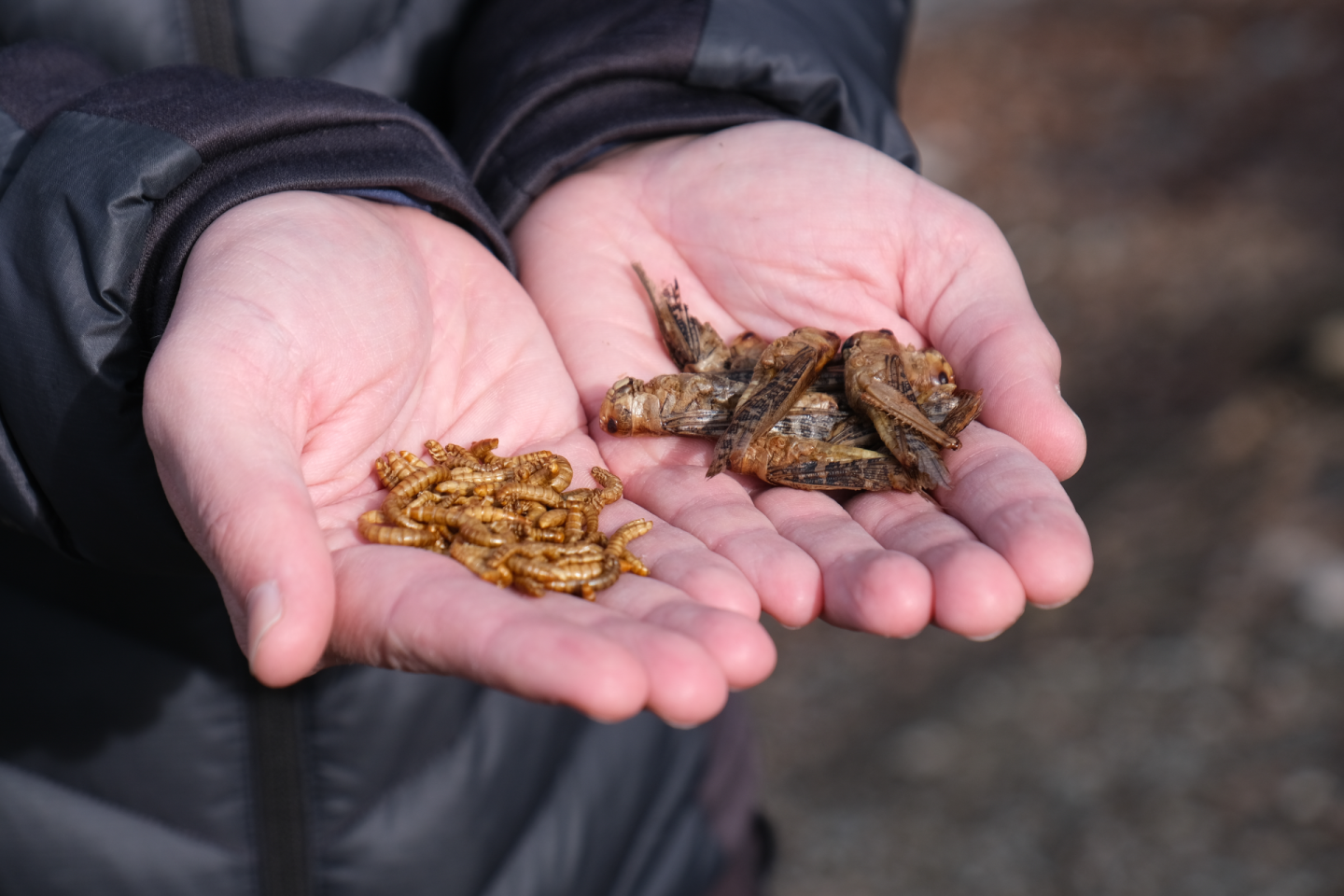 Fleischatlas_2018_Bartz,Stockmar, CC-BY 4